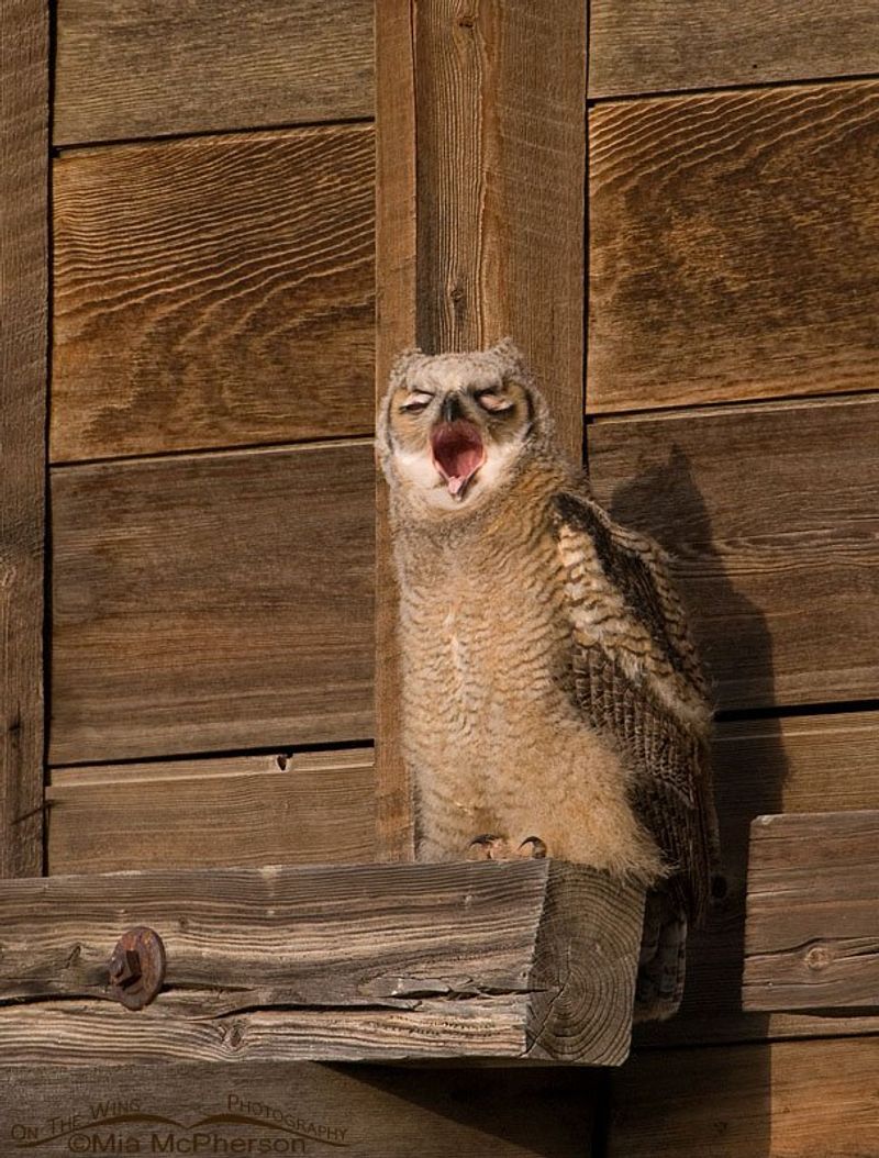 A large open platform is an option—not an owl magnet