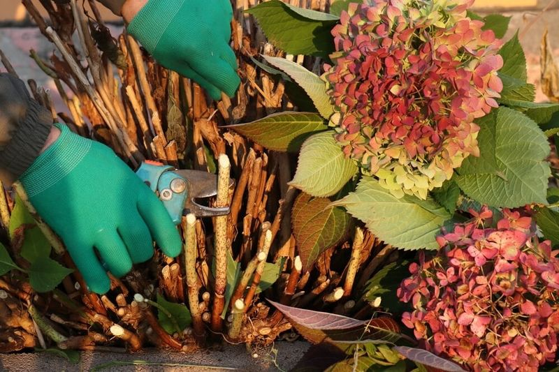 Protect the next bloom cycle with a diagnosis-first plan