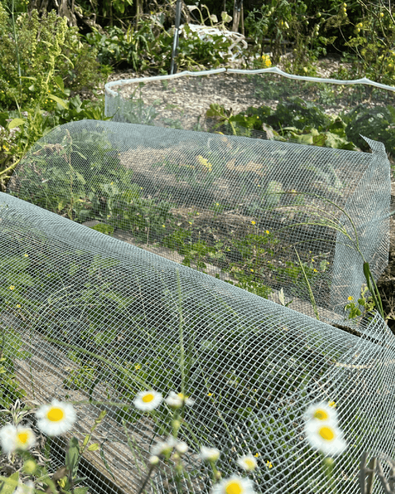 Build a continuous barrier around vulnerable beds