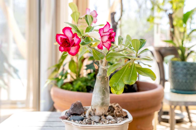 Protect the pot from prolonged rain while preserving airflow
