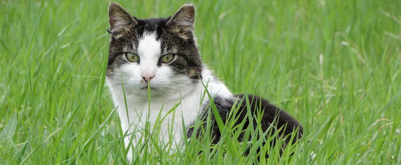Protect the predator from ordinary yard hazards