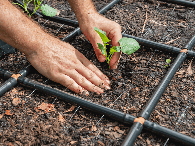 Protect the root zone through the heat wave Protect the root zone through the heat wave