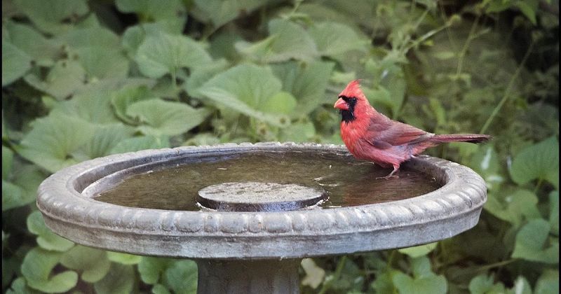 Provide a clean, shallow water source