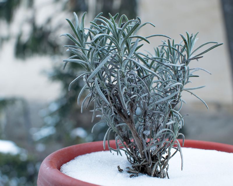 Protect Roots From Winter Cold