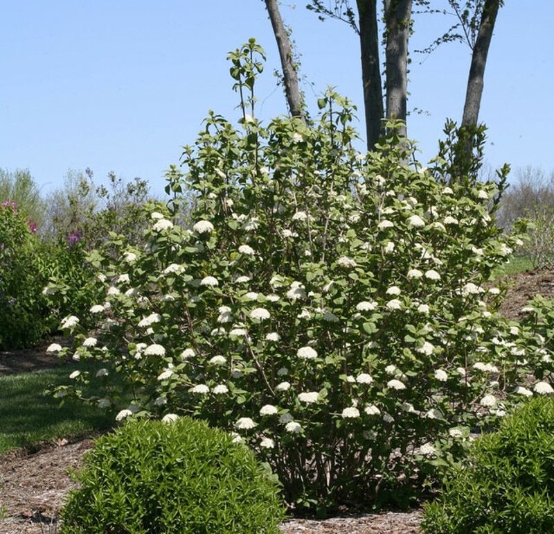 Prune for a healthy boundary without erasing its natural form