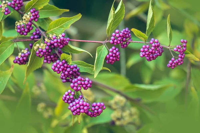 Prune in Late Winter for Flowers and Berries