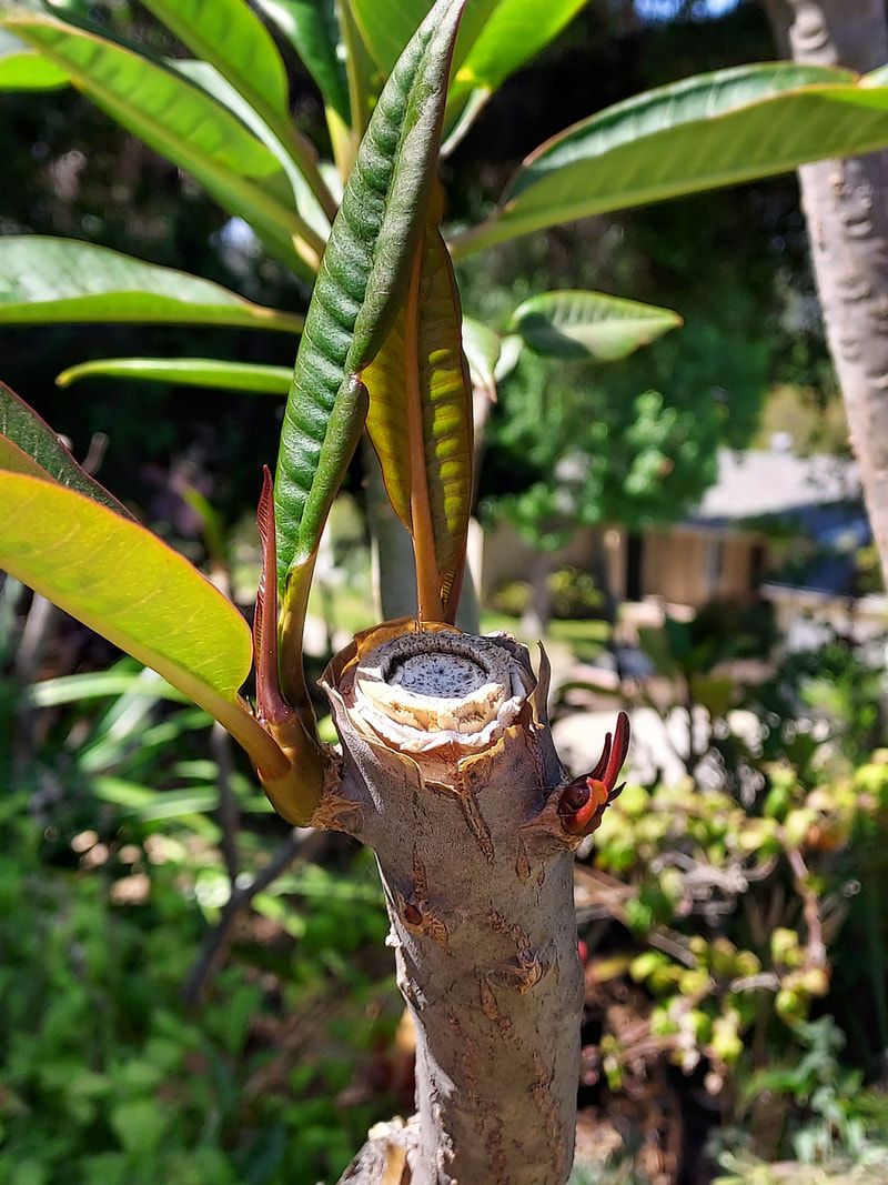 Prune only damaged, diseased, or dead material