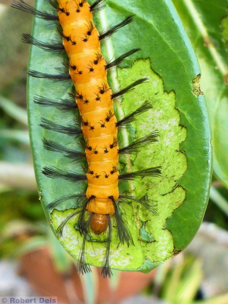 Prune safely and identify pests before treating them Prune safely and identify pests before treating them