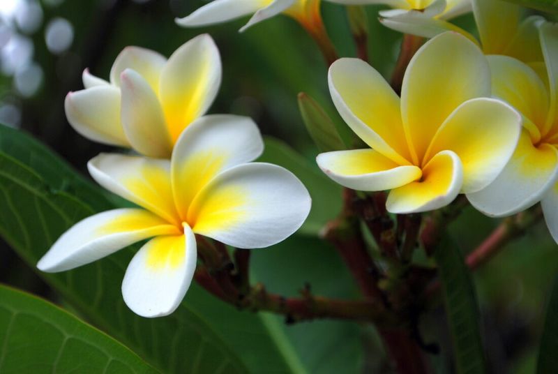Pruning cannot guarantee stronger fragrance