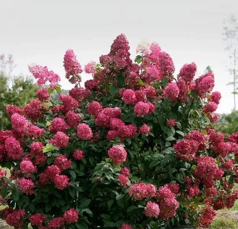 Your Simple Bloom-Saving Pruning Plan
