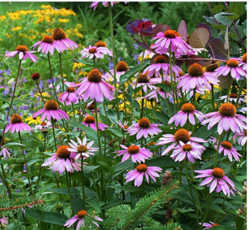 Purple Coneflower