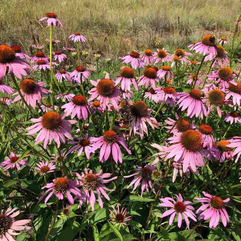 Purple Coneflower (Echinacea purpurea) Purple Coneflower (Echinacea purpurea)