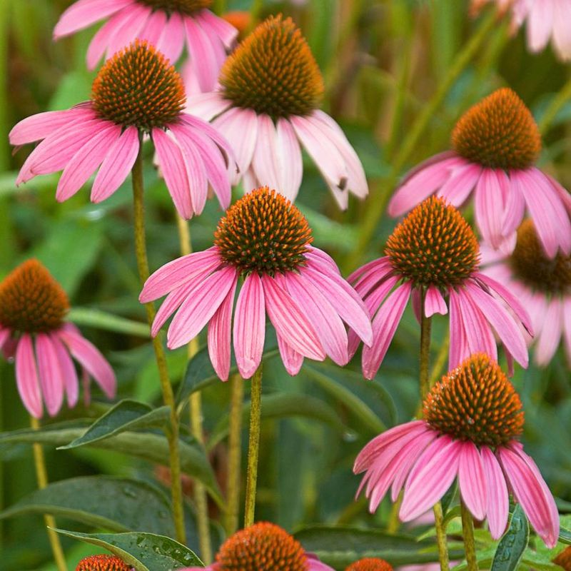 Purple Coneflower Purple Coneflower