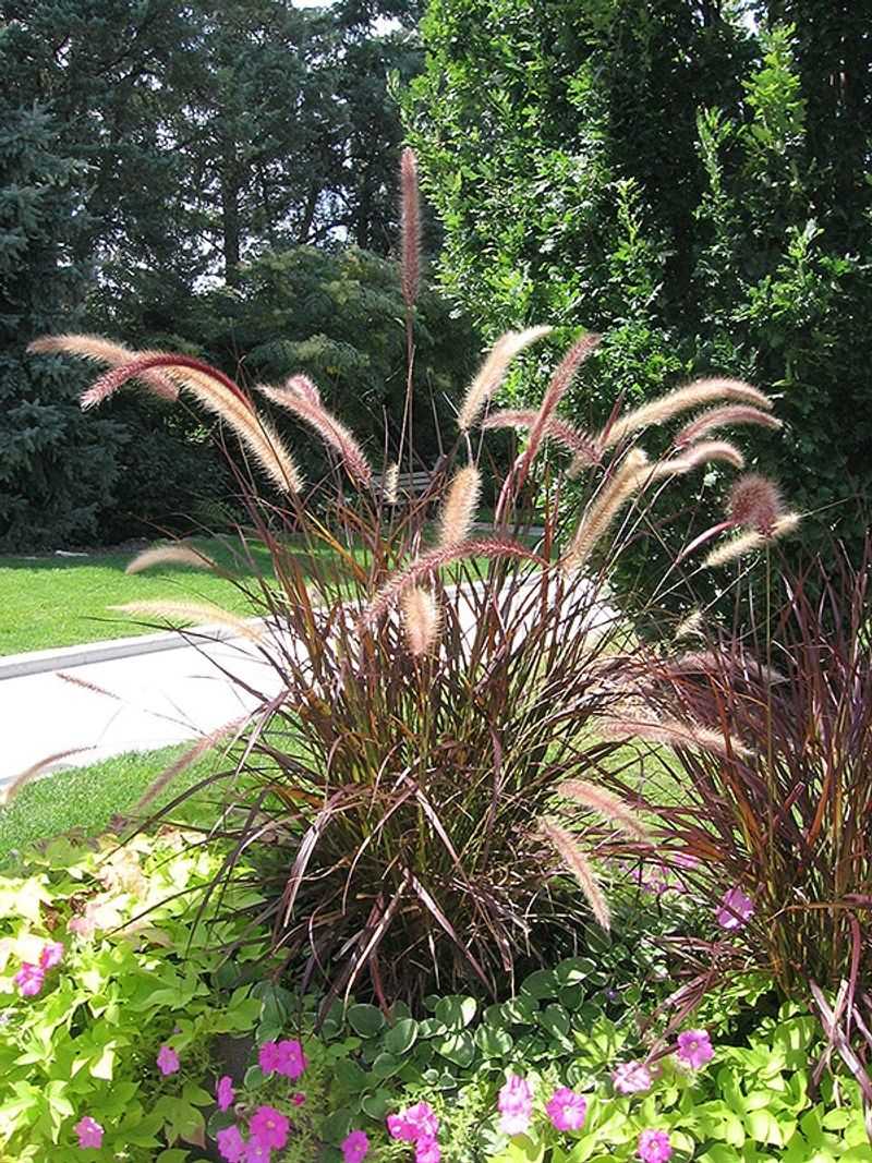 Purple Fountain Grass