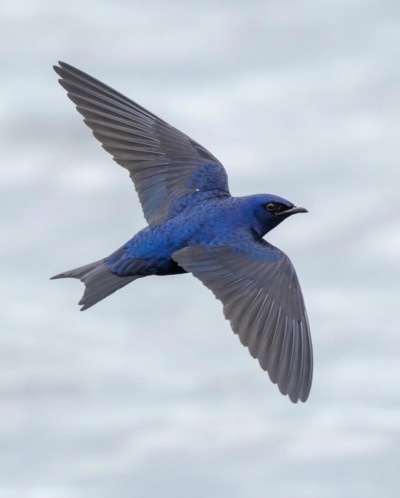 Purple Martin Purple Martin