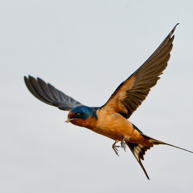 Barn Swallow