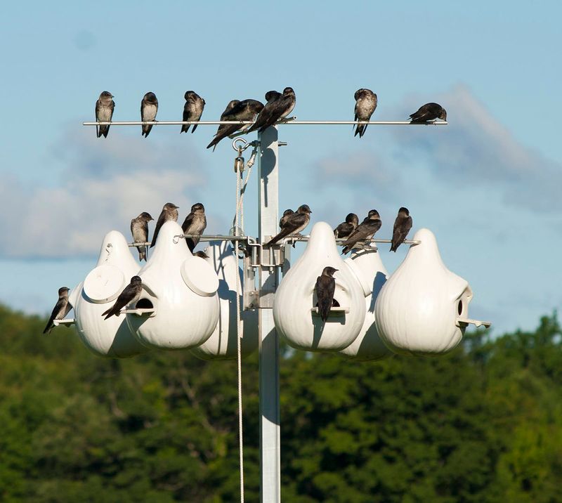 Purple Martins Are Not a Mosquito-Control System Purple Martins Are Not a Mosquito-Control System