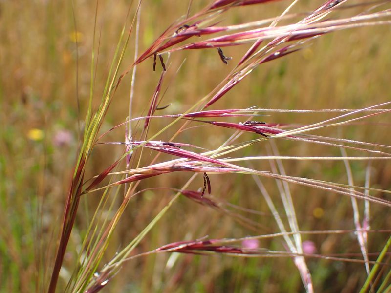 Purple Needlegrass (Stipa pulchra)