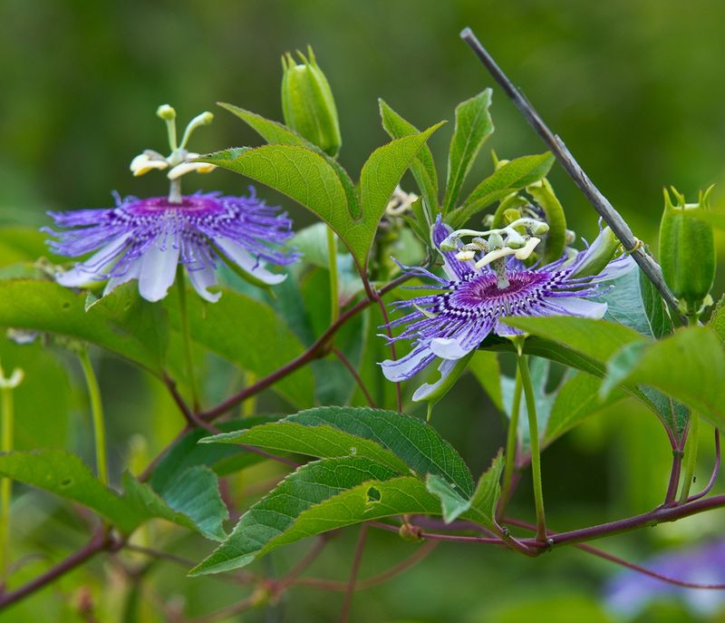 Purple passionflower is a habitat plant, not an owl switch