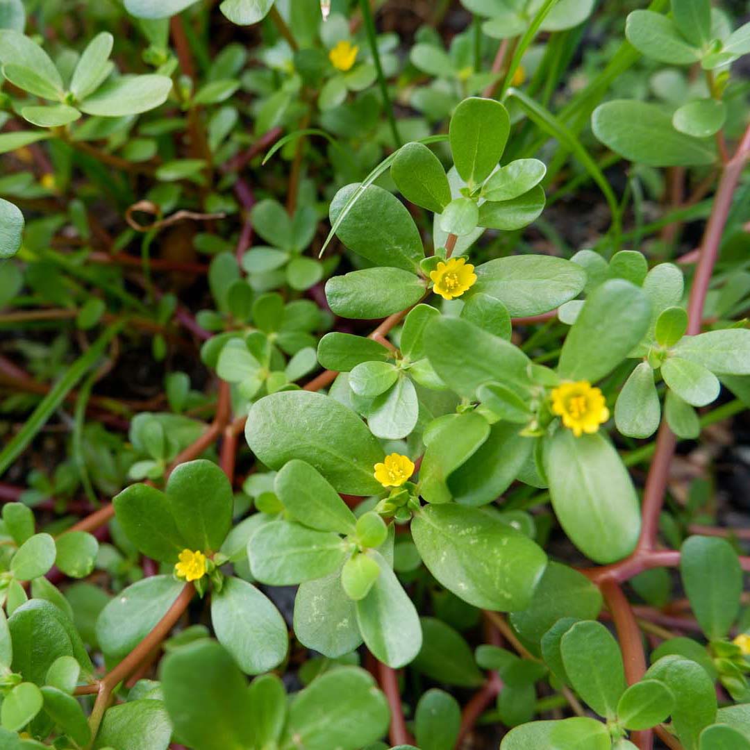 Purslane suggests an inspection, not a diagnosis