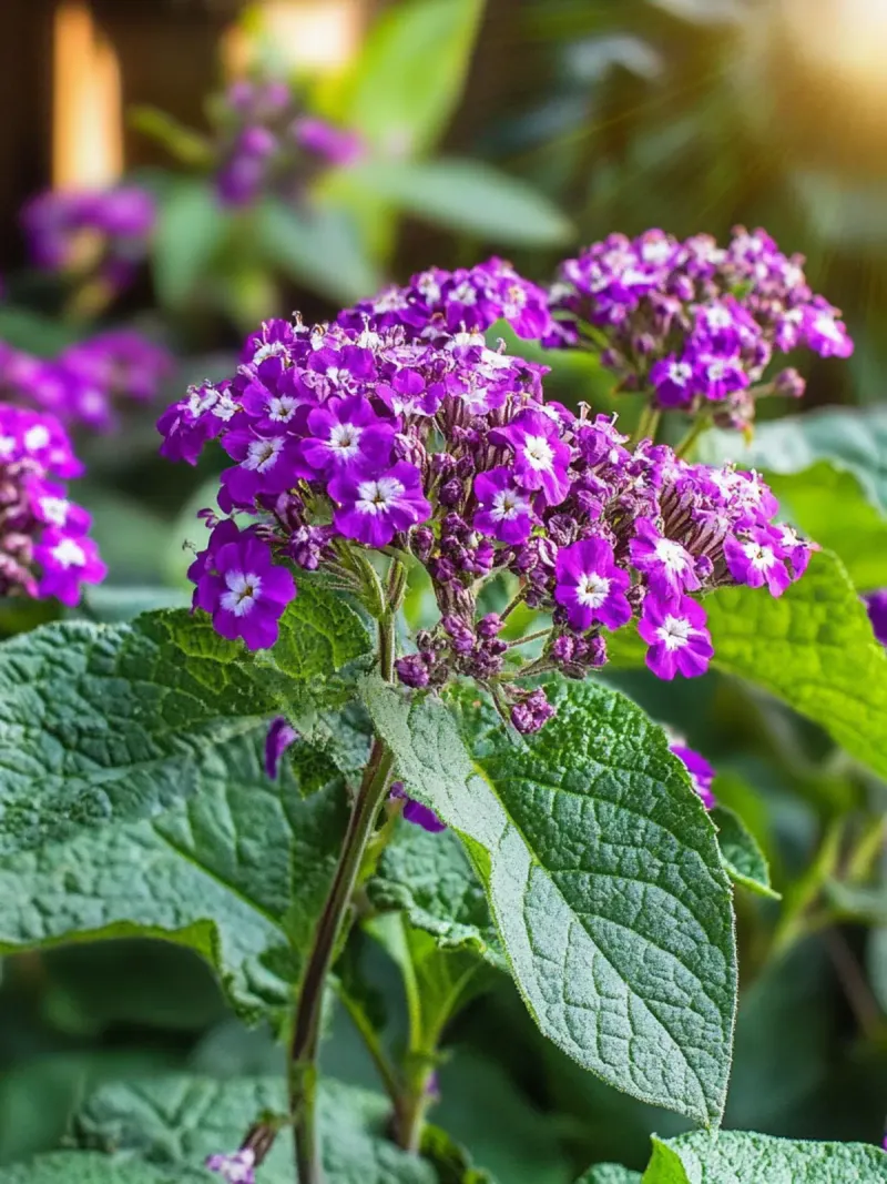 Give heliotrope light, moisture, and room to branch