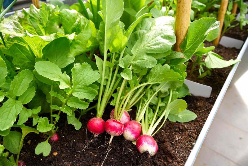 Radish