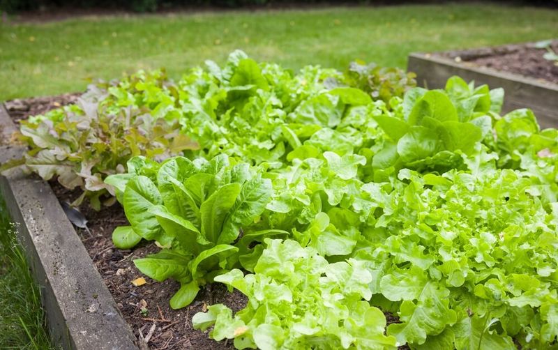 Lettuce