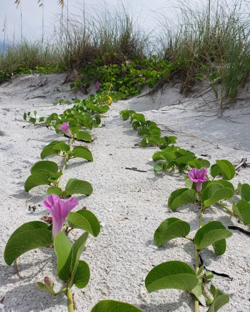 Railroad Vine
