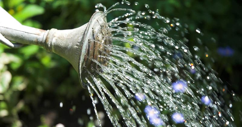 Rain changes how a Florida gardenia should be watered