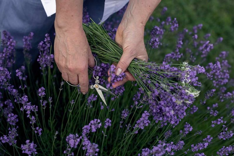 Harvest Flowers to Fuel More Blooms