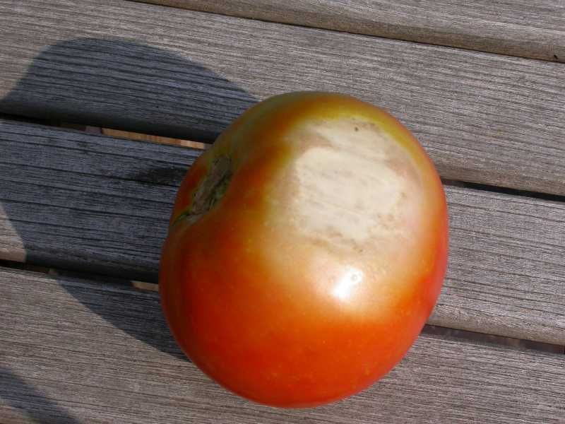 Read sunscald as evidence of lost fruit shade