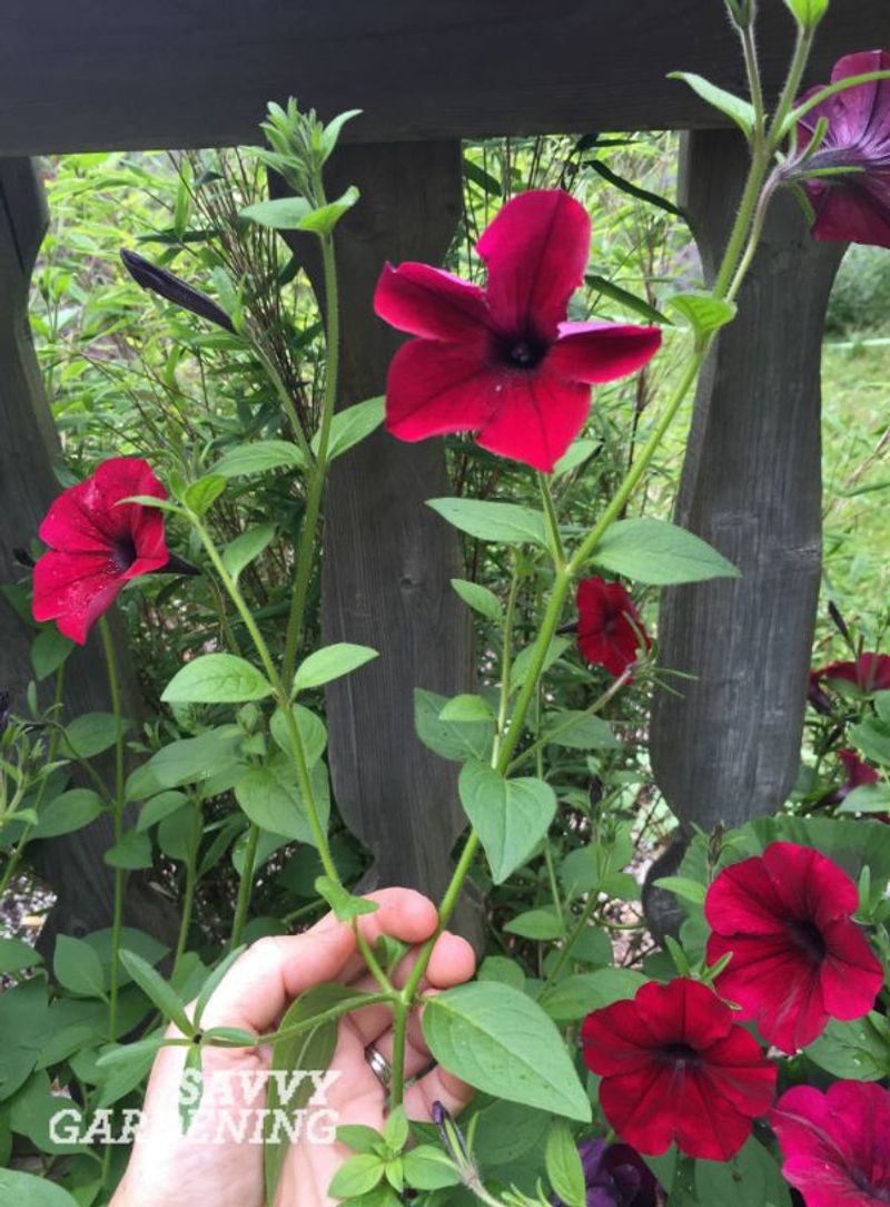 Pinch Newly Bought Plants Right Away