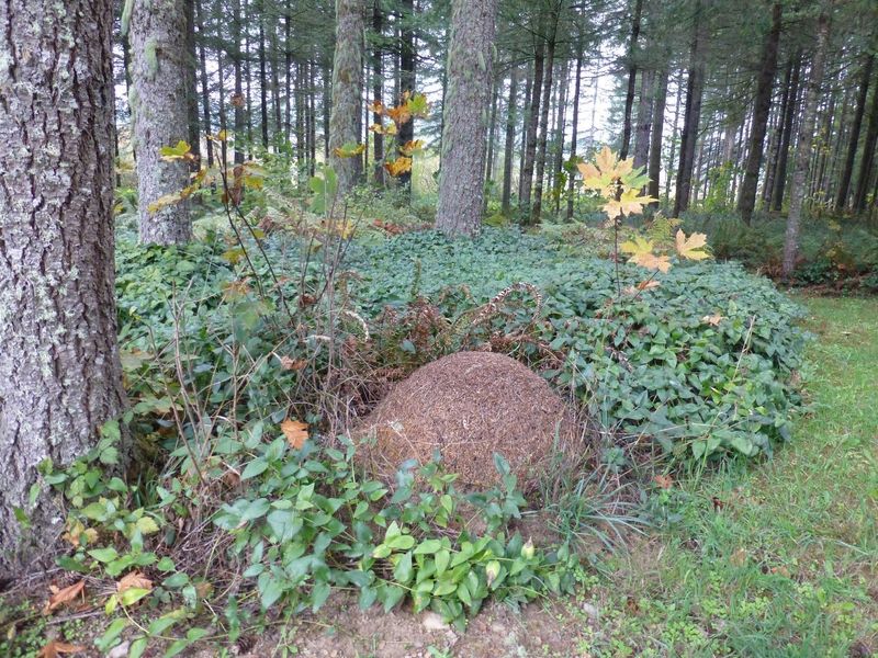 Read the Mound, Then Choose the Smallest Effective Response