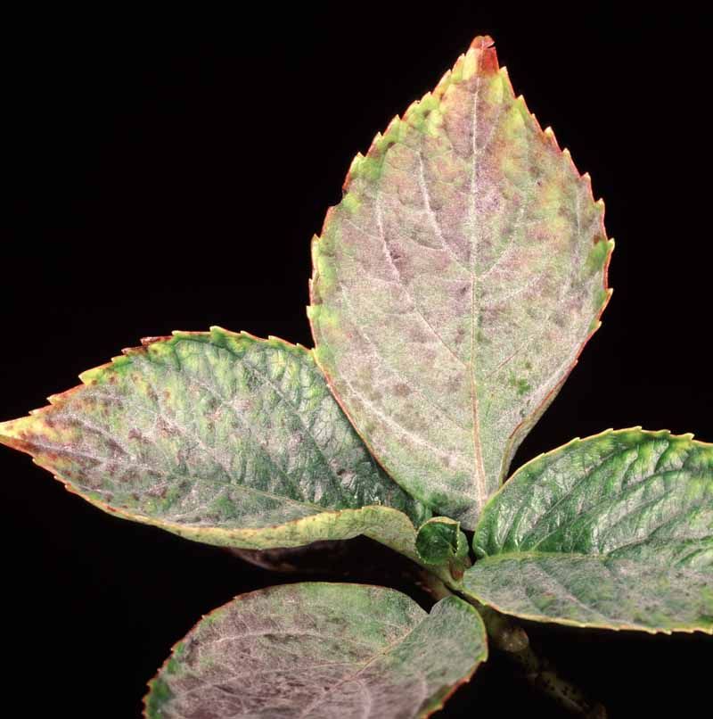 Read the damage pattern before changing your watering