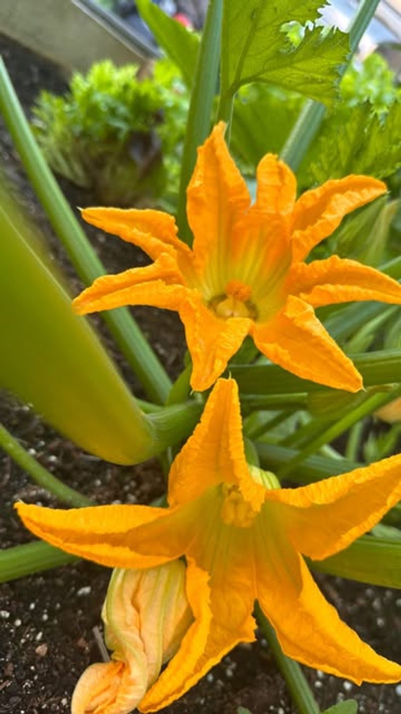 Read the flowers before feeding again