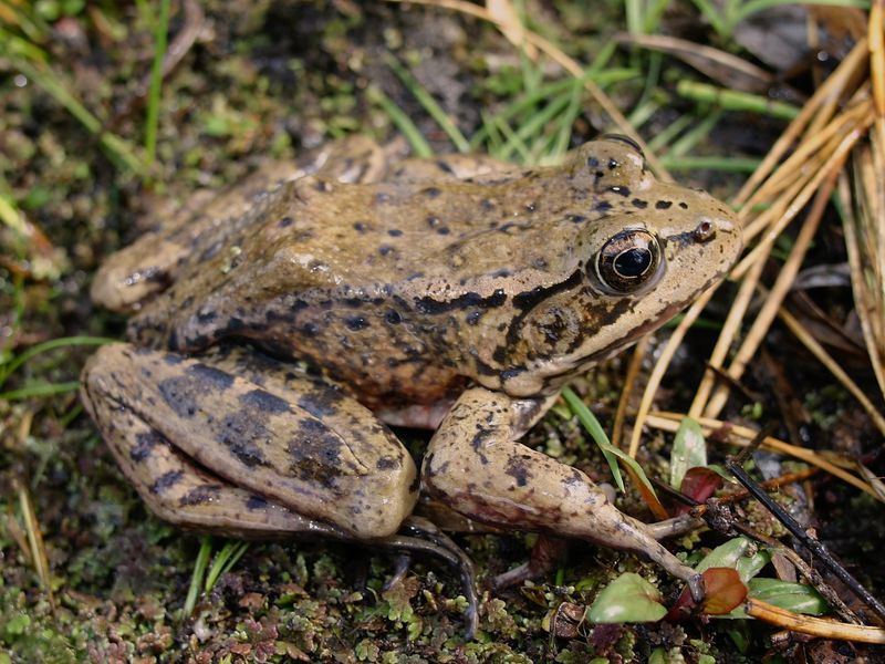 Read the frog as a clue, not a certificate
