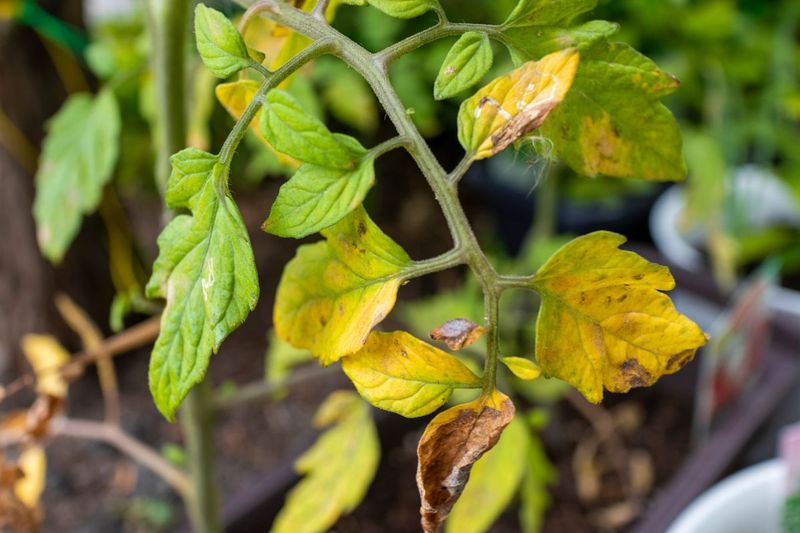 Read the leaf pattern before touching the soil