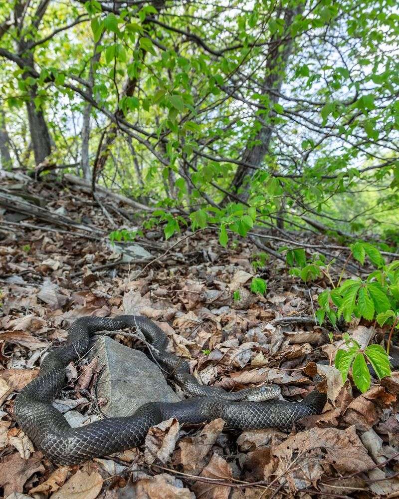 Read the sighting as a habitat signal, not a health guarantee