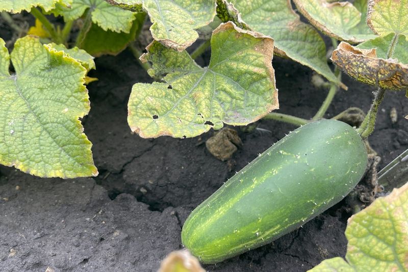 Recent fertilizer use can affect magnesium uptake Recent fertilizer use can affect magnesium uptake