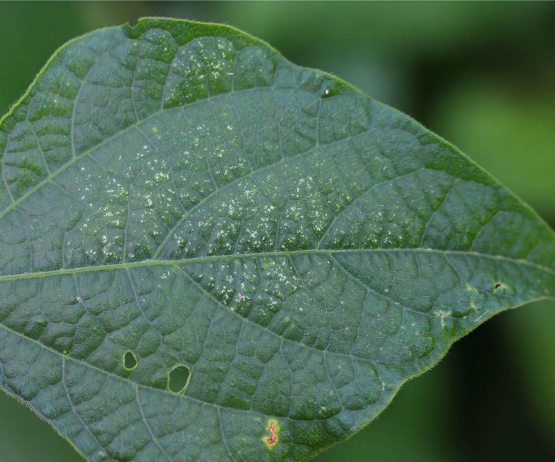 Recheck the Plant and Reconsider the Diagnosis Recheck the Plant and Reconsider the Diagnosis