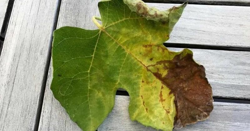 Recognize When Fertilizer Has Become the Problem
