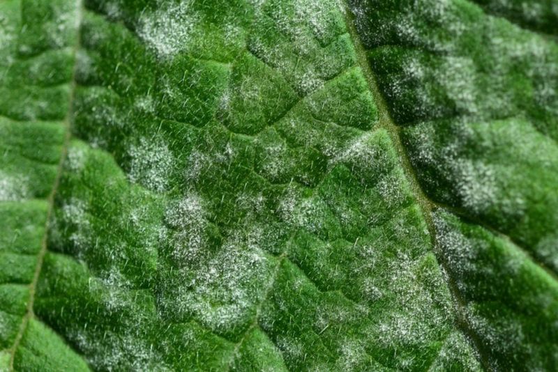 Recognize powdery mildew by its texture and spread