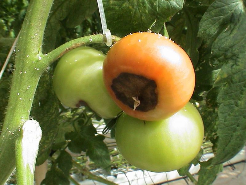 Recognize the blossom-end lesion before treating the plant