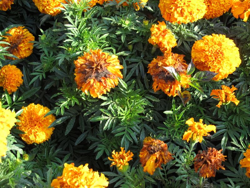 Recognize when deadheading is the wrong diagnosis Recognize when deadheading is the wrong diagnosis