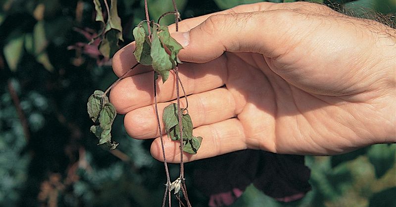Recognize wilt and handle affected stems cautiously