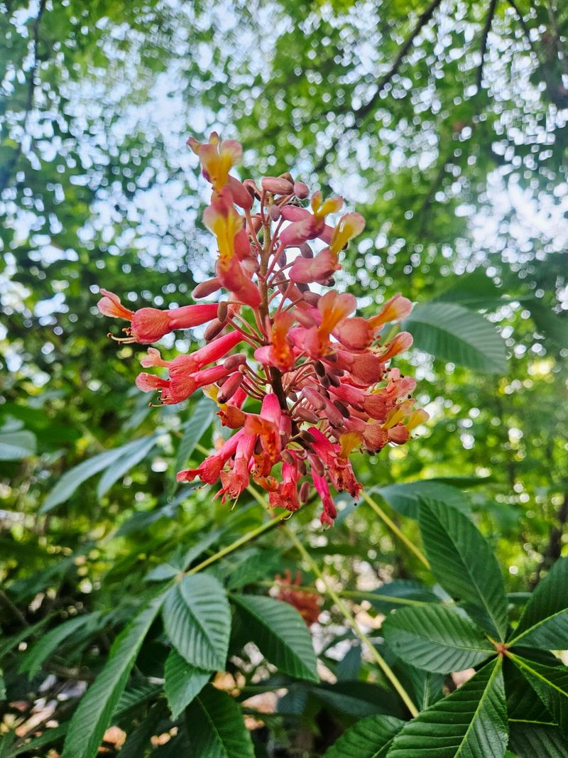 Red Buckeye (Aesculus pavia)