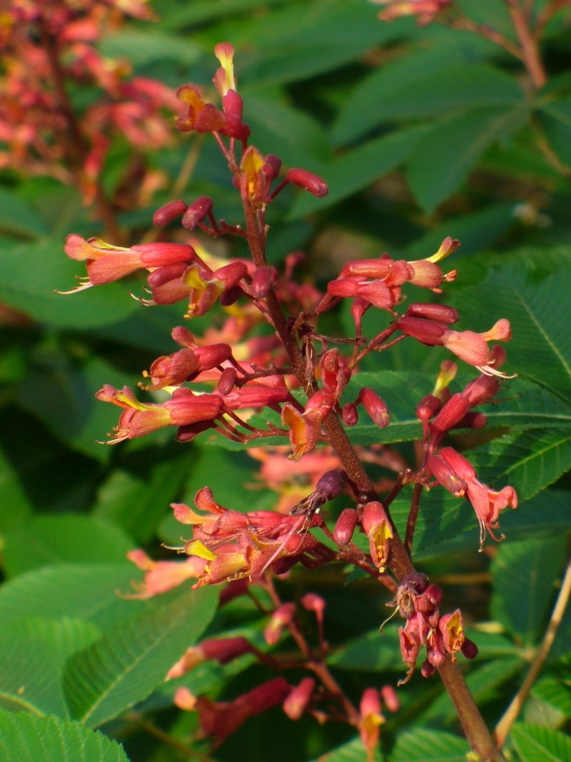 Red Buckeye