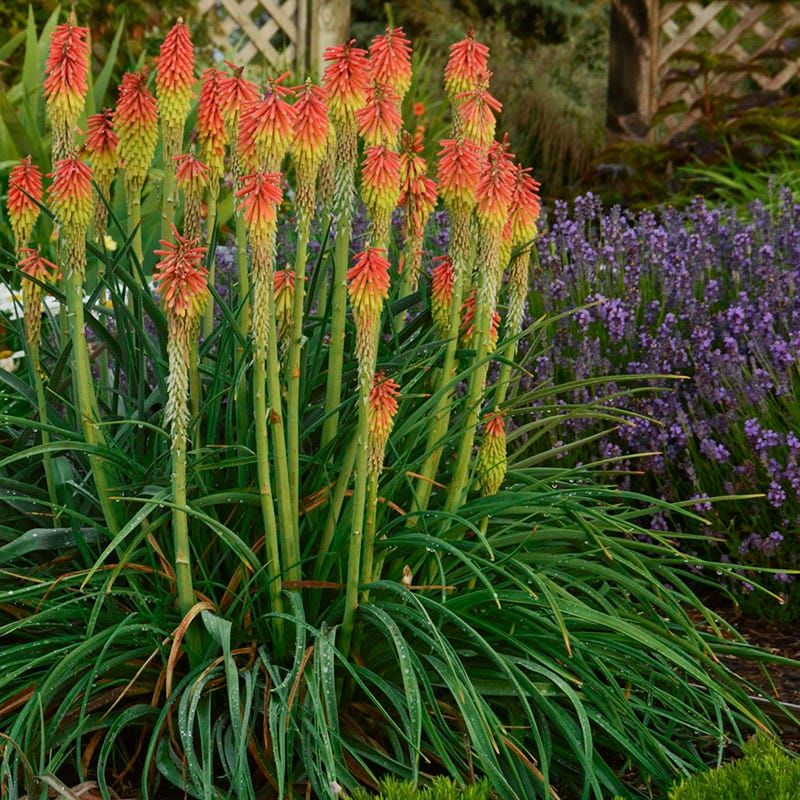 Red Hot Poker (Kniphofia uvaria)