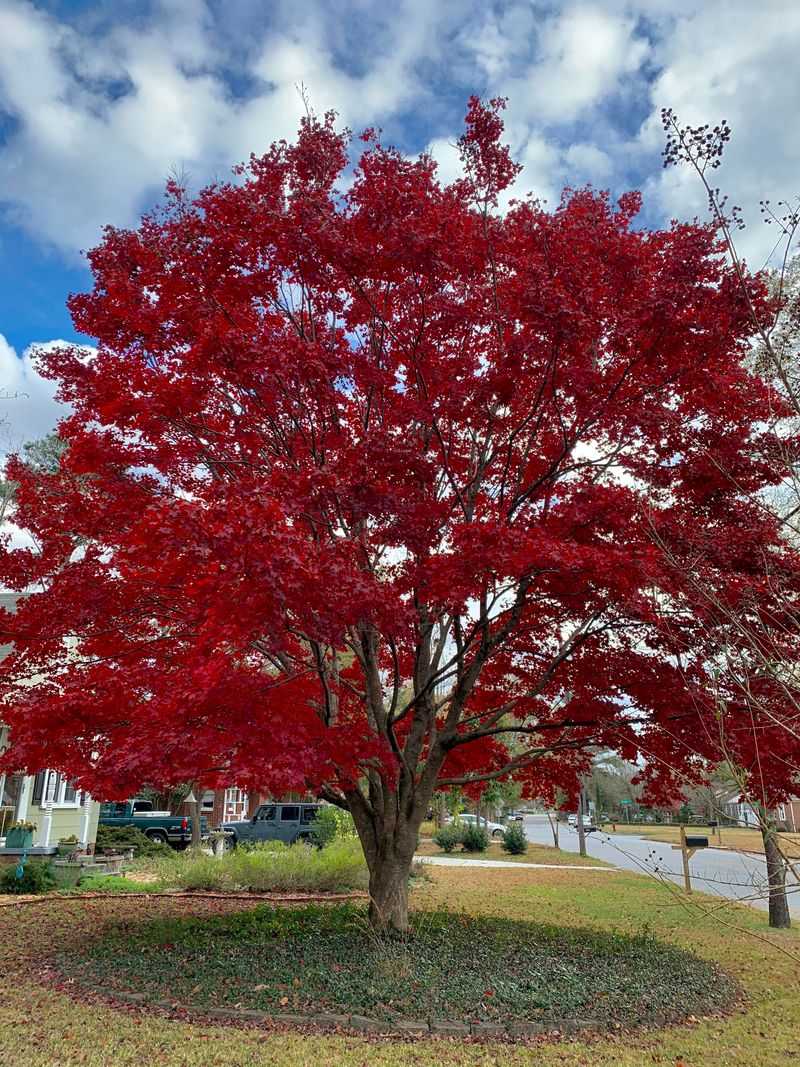 Red Maple