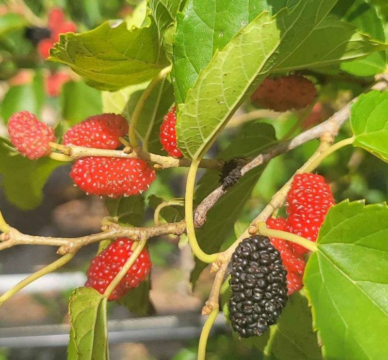 Red Mulberry